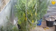 Атырау облысында тұрғыннан 4 келі марихуана тәркіленді