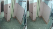 Павлодарда ер адам мысықты өлгенше соққыға жыққан