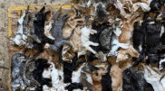 Шымкент әкімі жануарларды аулау орнындағы жантүршігерлік кадрларға назар аударды