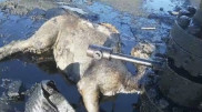 Маңғыстауда далада төгілген мұнайға түйе түсіп өліп қалған