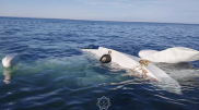 Рұқсат қағазы жоқ “әуе таксиі”: кәсіпкердің ұшағы тәркіленді