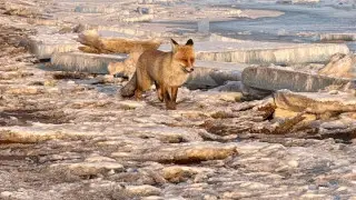 “Қапшағайда қоқыс өте көп“. Алматы тұрғыны жағажайда жүрген түлкіні суретке түсіріп алды