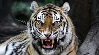 Билік ұсталды деп хабарлаған жолбарыс әйелді талап өлтірген