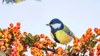 Қар және бұрқасын: 13-15 ақпанда Астанада ауа райы қандай болады?