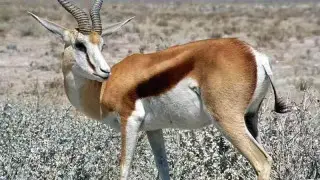 Жетісу облысында орманшылар қызыл кітапқа енген қарақұйрықтарды заңсыз аулаған