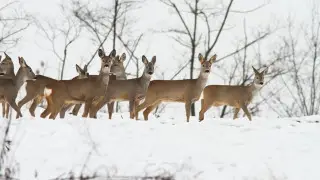 Наурыздың алғашқы күндері қар жауып, аяз болады
