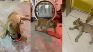 Астанада техникалық қызмет көрсету бекетінде арыстанның күшігі заңсыз ұсталған