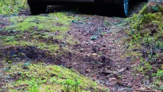 Алматы облысында саңырауқұлақ теруге шыққан отбасы жоғалып кеткен