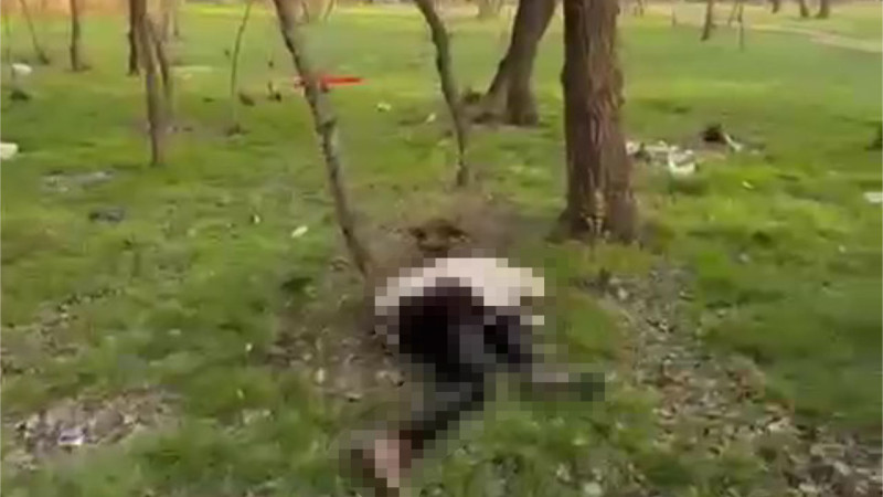 видео кадры