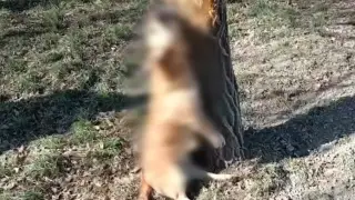 Семейде итті ағашқа асып өлтіргендер іздестіріліп жатыр