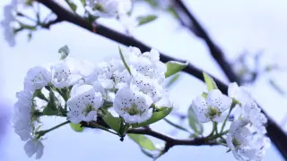 Күн +25°-қа дейін жылынады, кей өңірде жауын-шашын: 20 сәуірдегі Қазақстандағы ауа райы