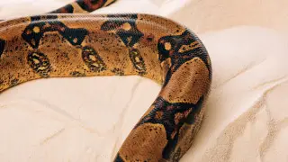 Күн жылына сала Шымкентте улы жылан қаптаған