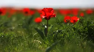 Жамбыл облысы қызғалдақтар отаны мәртебесін нығайтуда - халықаралық фестиваль басталды