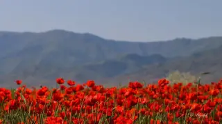 Шетелдік сарапшылар қызғалдақты Жамбыл облысының бренді деп атады: өңірде ғылыми конференция өтті