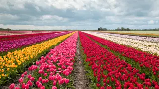 Жамбылда Қаратау қызғалдақтарына арналған геопарк ашылады