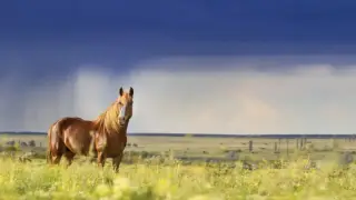 Қай жерде дауыл тұрып, нөсер жауады? 28 маусымға арналған ауа райы болжамы