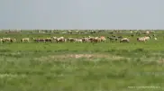 Қазақстанда киік санын реттеу туралы шешім қабылданды - экология министрі
