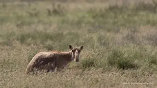 Батыс Қазақстанда киік еті қайта өңделеді