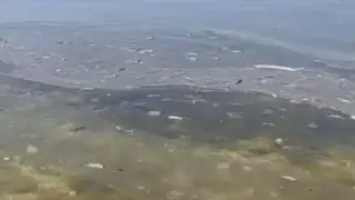 Ақтау тұрғындары теңіз бетінде май дақтары мен қоқысты байқады