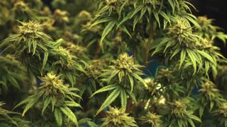 Алматы облысында қарасора плантациясы анықталды