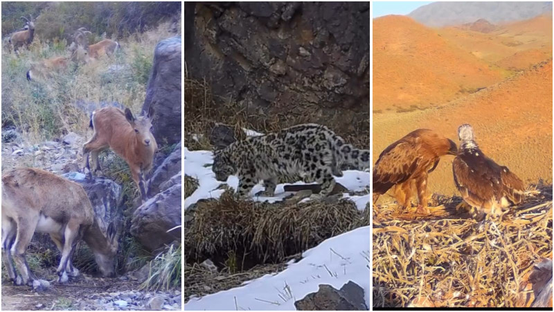 видео кадры