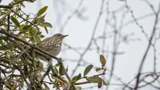 Қазақстанда 5 градусқа дейін күн суытады