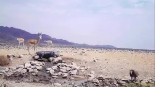 Алматы облысында Қызыл кітапқа енген ерекше жануарлар фототұзаққа түсіп қалды