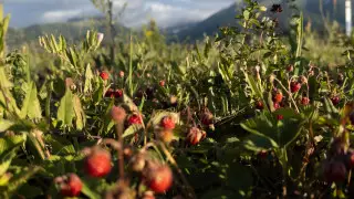 Тұман, бұршақ, жел: Қазақстанда бүгін ауа райы қандай болады?