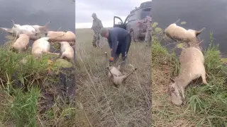 Батыс Қазақстанда өзен жағасынан 100-ден аса киік өлексесі табылды