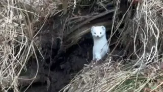 Алматы облысында тұрғын аппақ аңды видеоға түсіріп алған