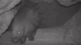 Қазақстанның оңтүстігінде сирек кездесетін аң фототұзаққа түсіп қалды