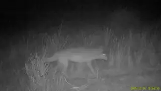 Қазақстанның оңтүстігінде қасқырлар видеоға түсіп қалды