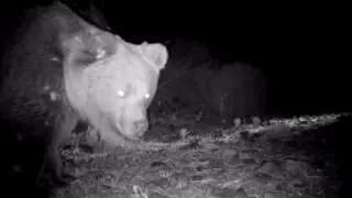 Жетісуда сирек кездесетін жыртқыш байқалды