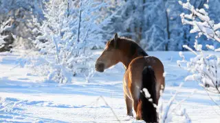Қазақстанда -35 градусқа дейін аяз болады