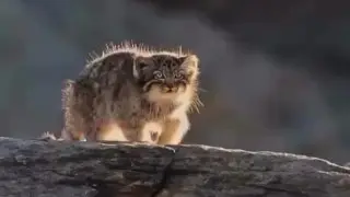 Шарын шатқалында Қызыл кітапқа енген жыртқыш көзге түсті