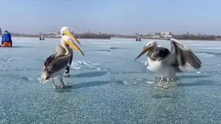 Қапшағайда балықшылар тосын “жайтқа” тап болды