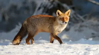 -33 градус аяз: Қазақстанда күн күрт суытады