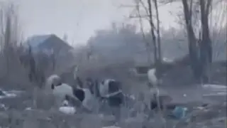 Алматы облысында иттер 52 жастағы әйелді талап тастады