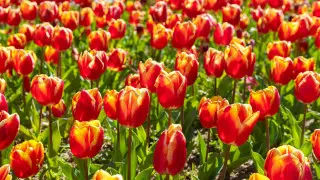 Наурызда қазақстандықтарда қосымша демалыс болады