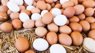 Үкімет сиыр етінің экспорты мен жұмыртқа импортына қатысты шешім қабылдады