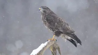 Астана мен Алматыда алдағы күндері ауа райы қандай болады?