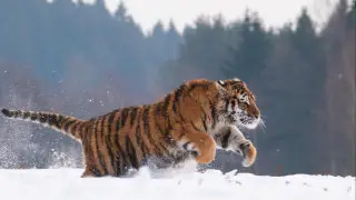 Қазақстанға Нидерландтан жеткізілген Амур жолбарыстары төлдейді