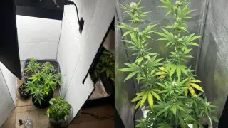 Гүл ғана өсірмеген: 20 жастағы қыз үйінде есірткі зертханасын жасаған