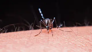 Алматыда безгектің сырттан әкелінген жағдайы тіркелді