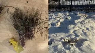 Сатып алып, көміп тастаған: Солтүстікте ауыл әкіміне қатысты дау шықты