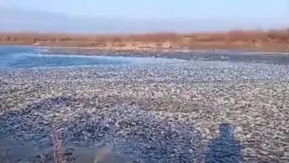 Көл өлі балыққа толған: БҚО тұрғыны алаңдатарлық видео түсіріп алды