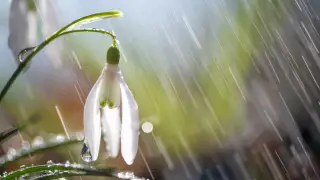 Тұман түсіп, жаңбыр жауады: 24 наурызға арналған ауа райы болжамы