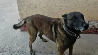 Түркістан облысында қызметтік “ардагер“ иттер 561 теңгеден сатылып жатыр