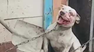 Атырауда итін сабап тастаған әйел қалай жазаланды?