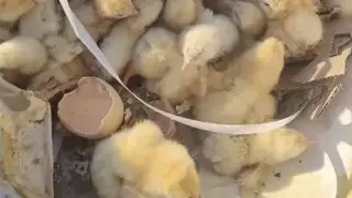 Қоқыс тастайтын жердегі балапандар